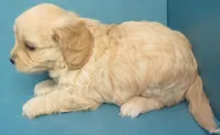 Homer, a male Cavachon for sale in Strasburg, CO – Photo 2 of 3