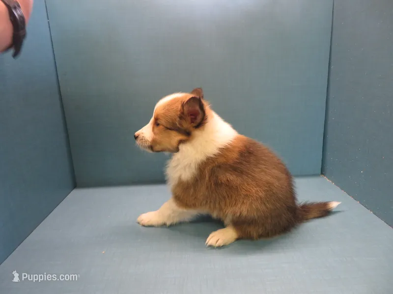 Rusty – Shetland Sheepdog puppy for sale in Strasburg, CO