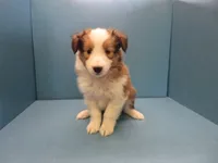 Summer, a female Shetland Sheepdog for sale in Strasburg, CO – 2 of 3