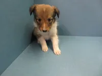 Wendy, a female Shetland Sheepdog for sale in Strasburg, CO – 3 of 3
