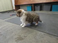 Clod, a male Shetland Sheepdog for sale in Strasburg, CO – Photo 2 of 5