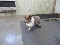 Clod, a male Shetland Sheepdog for sale in Strasburg, CO – Photo 4 of 5