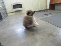 Clod, a male Shetland Sheepdog for sale in Strasburg, CO – Photo 3 of 5