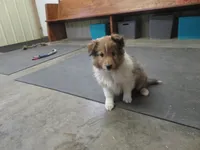 Clod, a male Shetland Sheepdog for sale in Strasburg, CO – Photo 1 of 5