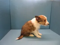 Rusty, a male Shetland Sheepdog for sale in Strasburg, CO – 3 of 3