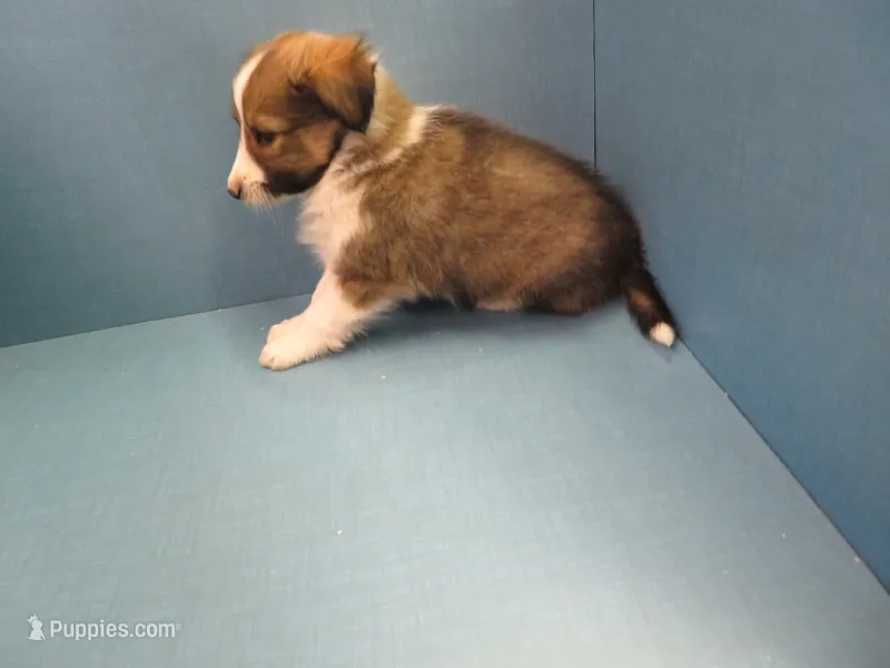 Shiloh – Shetland Sheepdog puppy for sale in Strasburg, CO