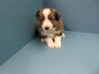 Pretzel, a male Shetland Sheepdog for sale in Strasburg, CO – 3 of 3