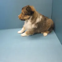 Alf, a male Shetland Sheepdog for sale in Strasburg, CO – Photo 3 of 3