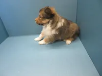 Alf, a male Shetland Sheepdog for sale in Strasburg, CO – Photo 3 of 3