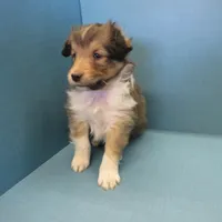 Alf, a male Shetland Sheepdog for sale in Strasburg, CO – Photo 1 of 3