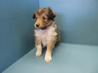 Alf, a male Shetland Sheepdog for sale in Strasburg, CO – Photo 1 of 3