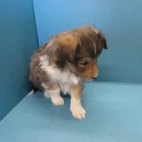 Alf, a male Shetland Sheepdog for sale in Strasburg, CO – Photo 2 of 3