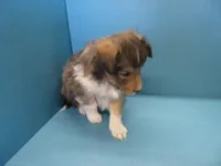 Alf, a male Shetland Sheepdog for sale in Strasburg, CO – Photo 2 of 3