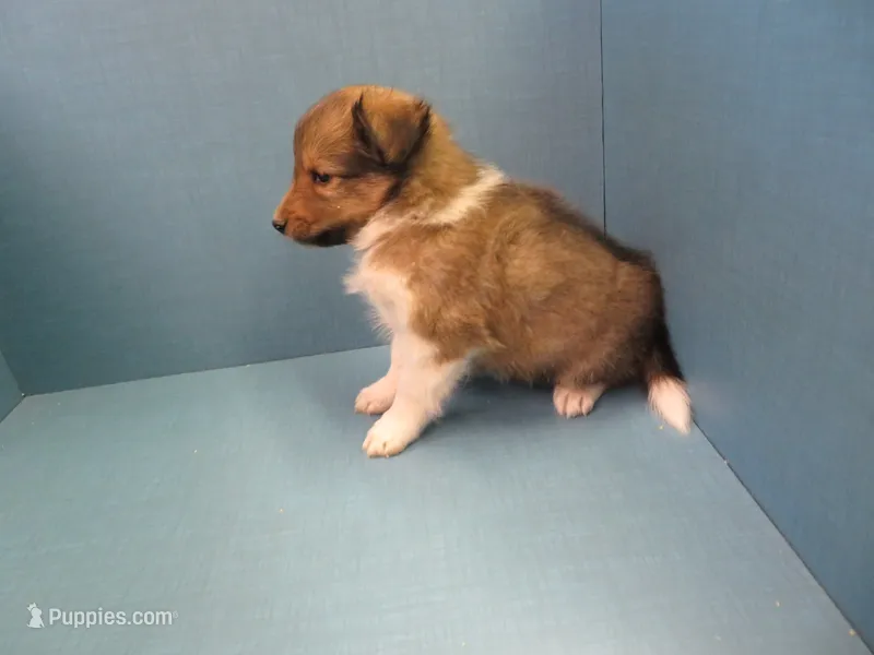 Phoenix – Shetland Sheepdog puppy for sale in Strasburg, CO