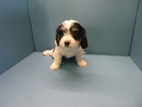Trixey, a female Cavachon for sale in Strasburg, CO – 3 of 3