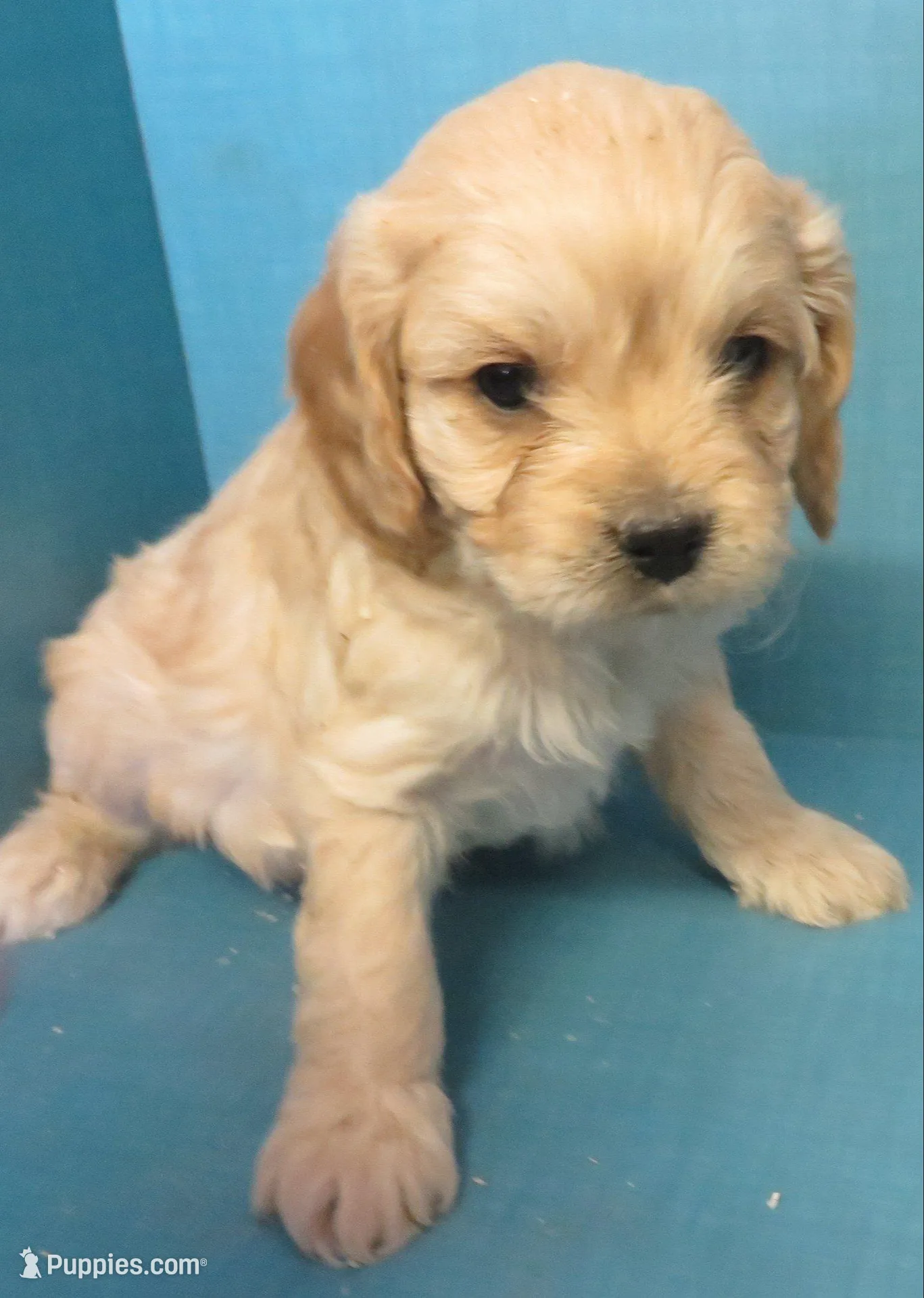 Baker, a male Cavachon for sale in Strasburg, CO – Photo 1 of 3