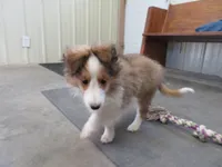 Summer, a female Shetland Sheepdog for sale in Strasburg, CO – 3 of 6