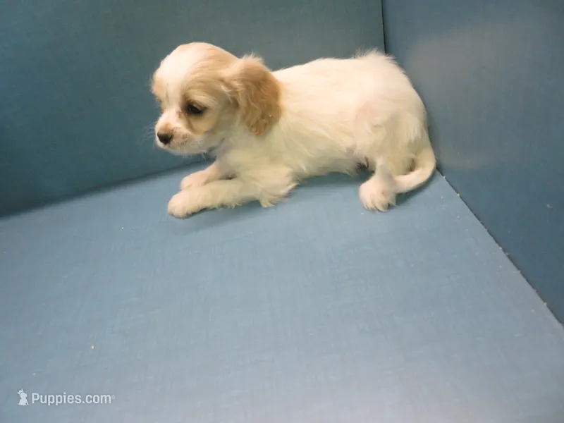 Heidi – Cavachon puppy for sale in Strasburg, CO