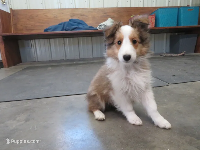 Summer – Shetland Sheepdog puppy for sale in Strasburg, CO