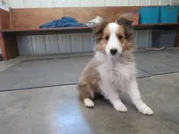 Summer, a female Shetland Sheepdog for sale in Strasburg, CO – 1 of 6