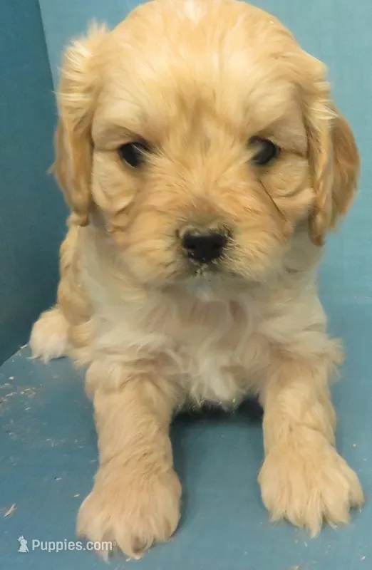 Lyla – Cavachon puppy for sale in Strasburg, CO