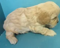 Louie, a male Cavachon for sale in Strasburg, CO – Photo 3 of 3