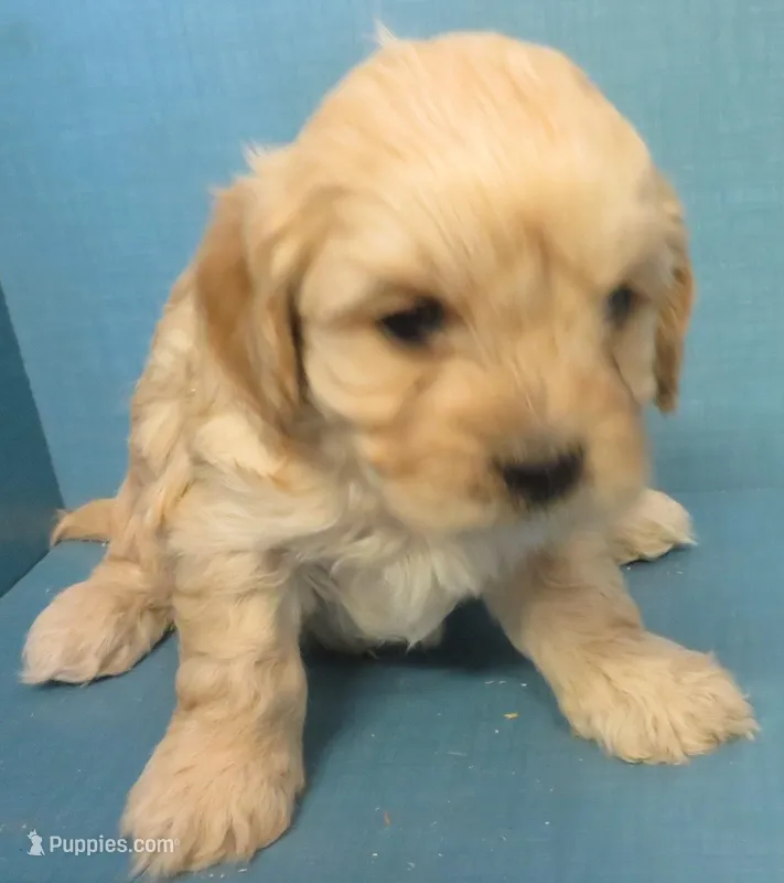 Louie – Cavachon puppy for sale in Strasburg, CO