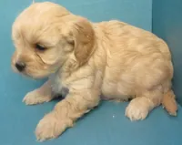 Louie, a male Cavachon for sale in Strasburg, CO – Photo 2 of 3