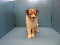 Agnes, a female Shetland Sheepdog for sale in Strasburg, CO – 2 of 3