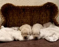 Marley, a male Labrador Retriever for sale in Moriches, NY – Photo 2 of 2