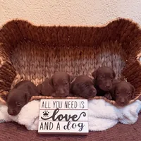 Hershey, a female Labrador Retriever for sale in Moriches, NY – 3 of 4