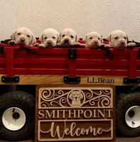 Marley, a male Labrador Retriever for sale in Moriches, NY – Photo 2 of 2