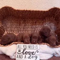 Hershey, a female Labrador Retriever for sale in Moriches, NY – 4 of 4