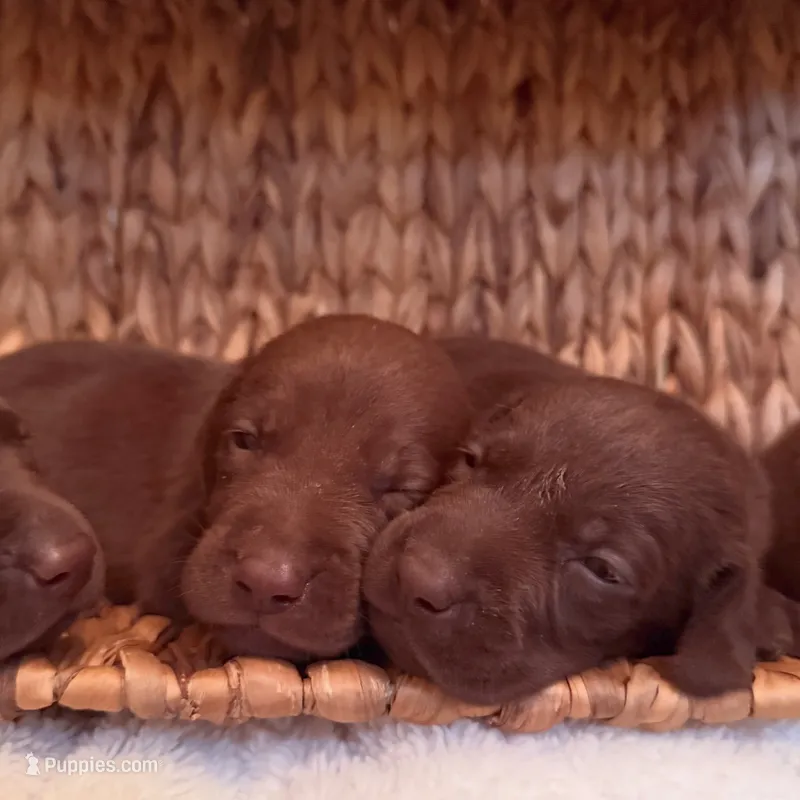 Hershey – Labrador Retriever puppy for sale in Moriches, NY