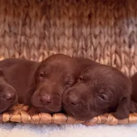 Hershey, a female Labrador Retriever for sale in Moriches, NY – 1 of 4