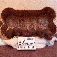 Hershey, a female Labrador Retriever for sale in Moriches, NY – 2 of 4