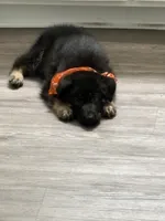Rocky, a male German Shepherd Dog for sale in Greenville, SC – 2 of 6