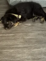 Rocky, a male German Shepherd Dog for sale in Greenville, SC – 4 of 6