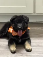 Rocky, a male German Shepherd Dog for sale in Greenville, SC – 1 of 6