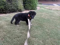 Rocky, a male German Shepherd Dog for sale in Greenville, SC – 5 of 6