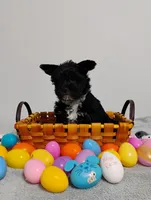 Black Yorkie Boy, a male Yorkshire Terrier for sale in Summertown, TN – Photo 2 of 2