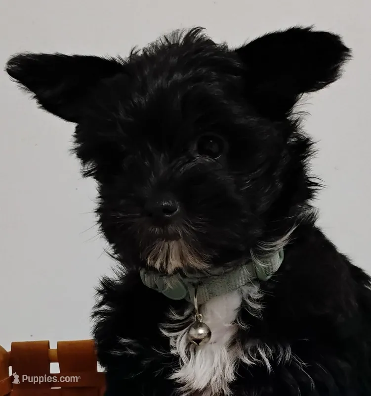 Black Yorkie Boy – Yorkshire Terrier puppy for sale in Summertown, TN