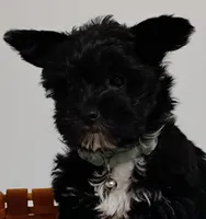 Black Yorkie Boy, a male Yorkshire Terrier for sale in Summertown, TN – Photo 1 of 2