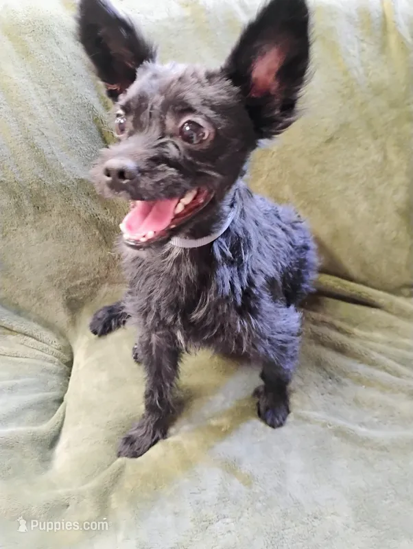Scooter  – Yorkshire Terrier puppy for sale in Summertown, TN