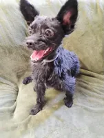 Scooter , a male Yorkshire Terrier for sale in Summertown, TN – 1 of 2