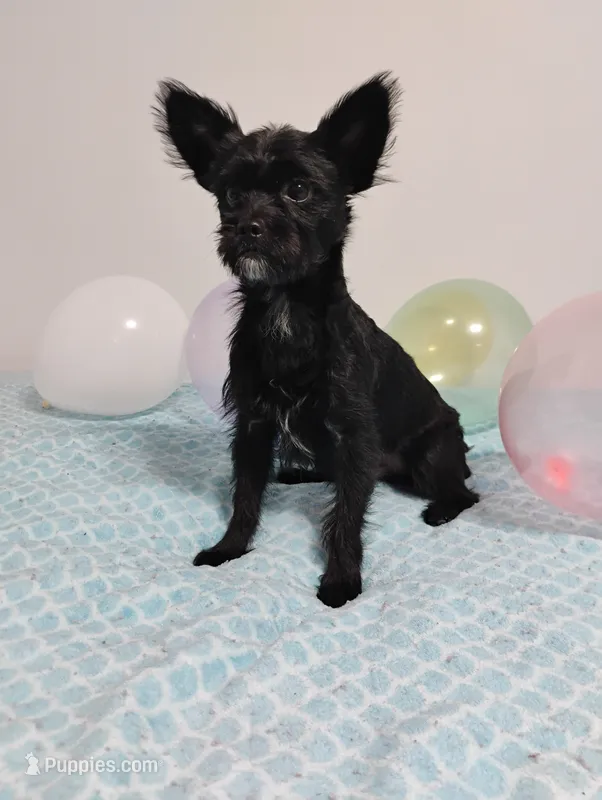 Scooter  – Yorkshire Terrier puppy for sale in Summertown, TN