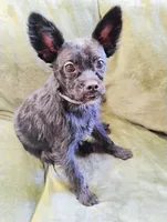 Scooter , a male Yorkshire Terrier for sale in Summertown, TN – 2 of 2