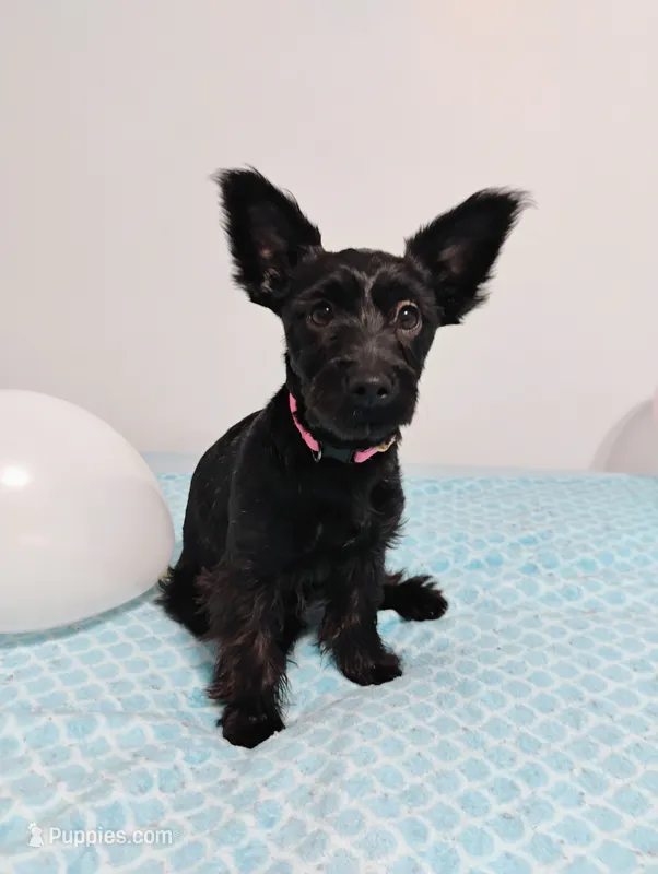 Black Yorkie Girl  – Yorkshire Terrier puppy for sale in Summertown, TN