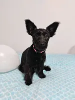 Black Yorkie Girl , a female Yorkshire Terrier for sale in Summertown, TN – 1 of 2