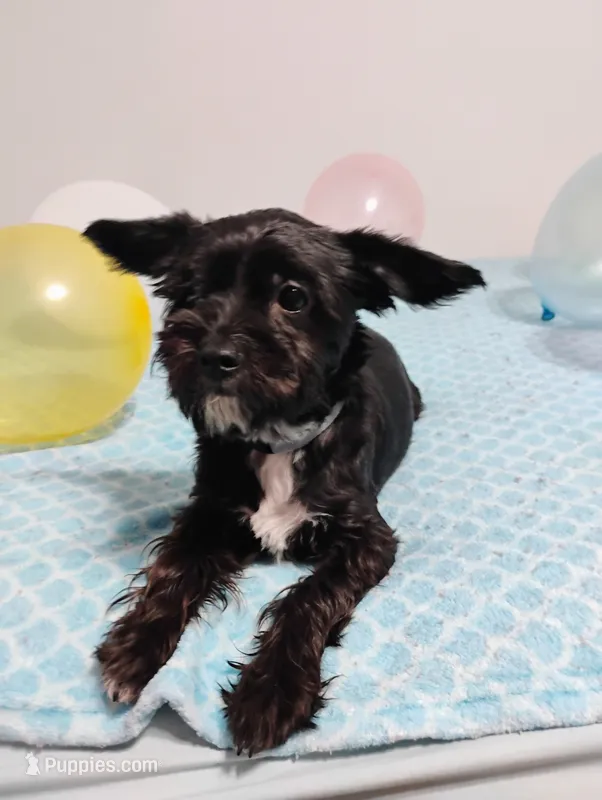 Black Yorkie Boy – Yorkshire Terrier puppy for sale in Summertown, TN